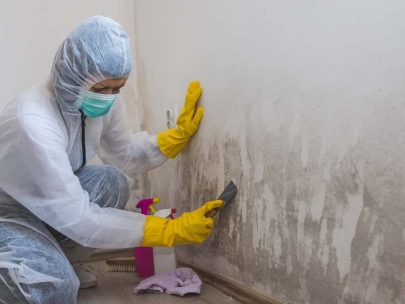 Mold Remediation in Hampstead, NC: A Homeowner’s Guide to a Healthy Living Space